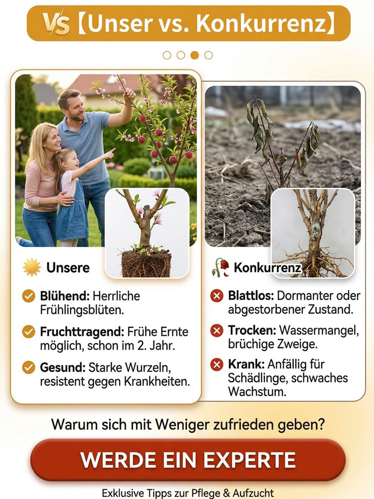 Robuste und pflegeleichte rote Pfirsichsetzlinge