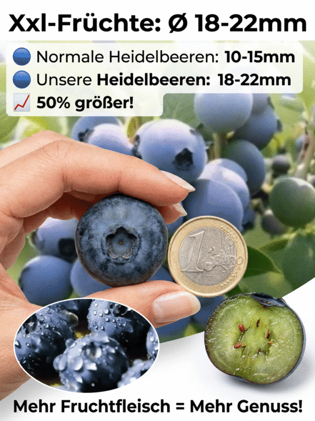Bio-Blaubeerpflanze mit großen Früchten und hoher Ernte (Rückgabegarantie)