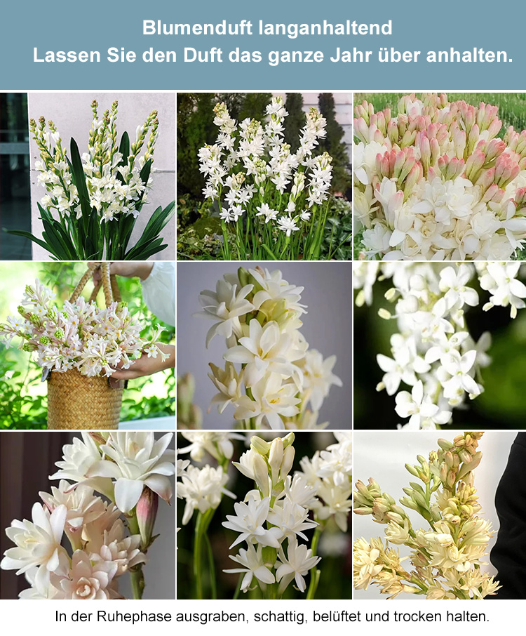 Premium Tuberose Blumenzwiebeln –Intensiv duftende Rarität – Der Adel unter den Blumen.