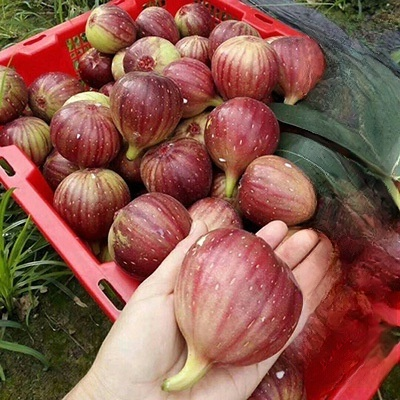 [Enjoy fresh fruit daily] Fig seedlings imported from Greece🌳100% authentic saplings, certified for superior quality.