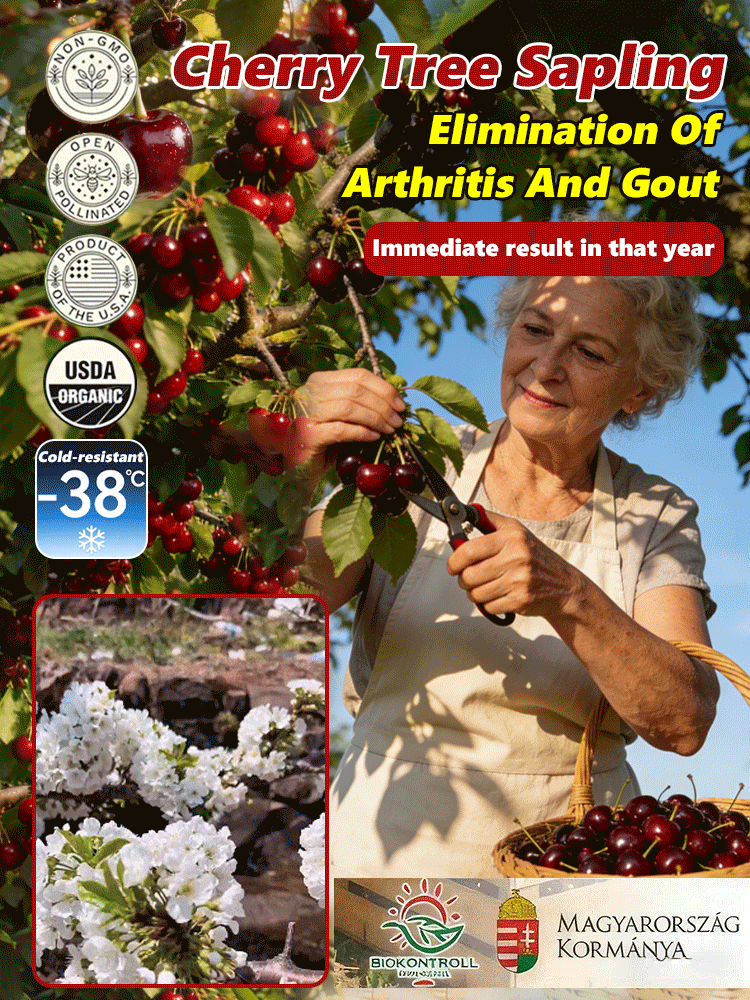 【Results from that year】Cherry saplings🔥Space-Grown Cherries, genetically selected to adapt to global climates!