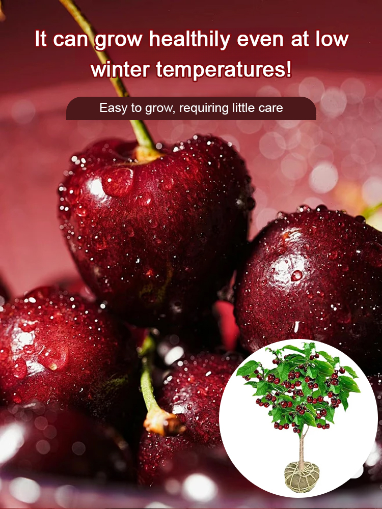 Fast-growing, strong & resilient cherry seedlings. Start harvesting fruit this same year!🔥Space-Grown Cherries, genetically selected to adapt to global climates!