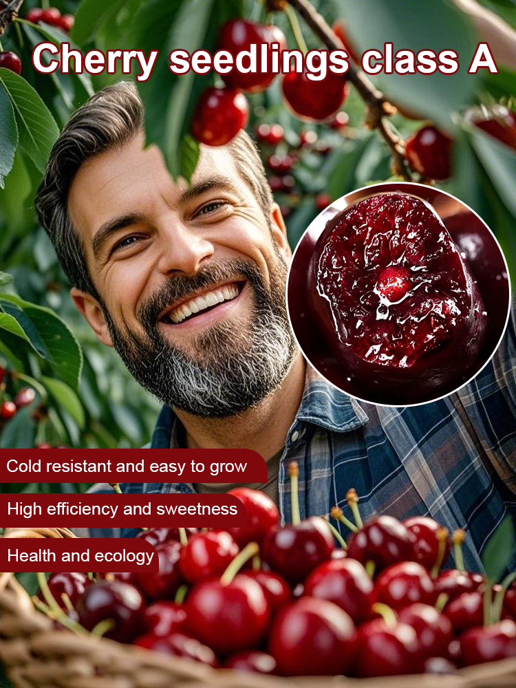 Fast-growing, strong & resilient cherry seedlings. Start harvesting fruit this same year!🔥Space-Grown Cherries, genetically selected to adapt to global climates!