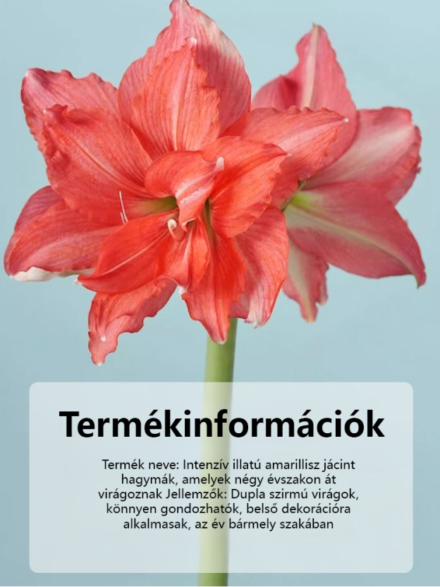 Erős illatú, egész évben virágzó amarillisz hagyma.