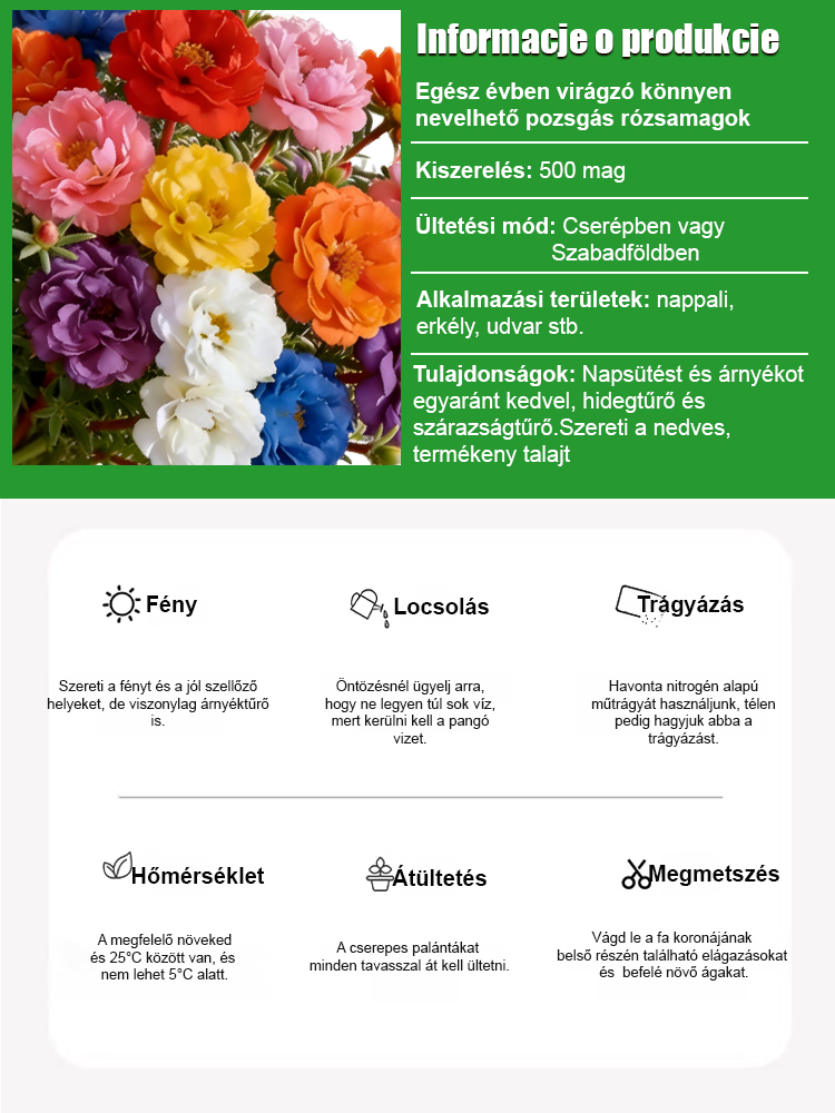 【Egész évben gyönyörködhetünk virágokban】Négy évszakban könnyen életben tartható moharózsa és porcsi