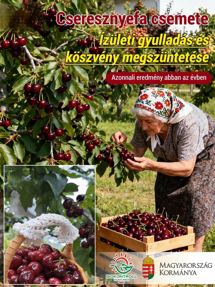 Akkori eredmények: cseresznye facsemete