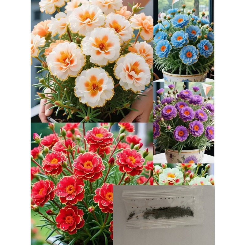 【Egész évben gyönyörködhetünk virágokban】Négy évszakban könnyen életben tartható moharózsa és porcsi