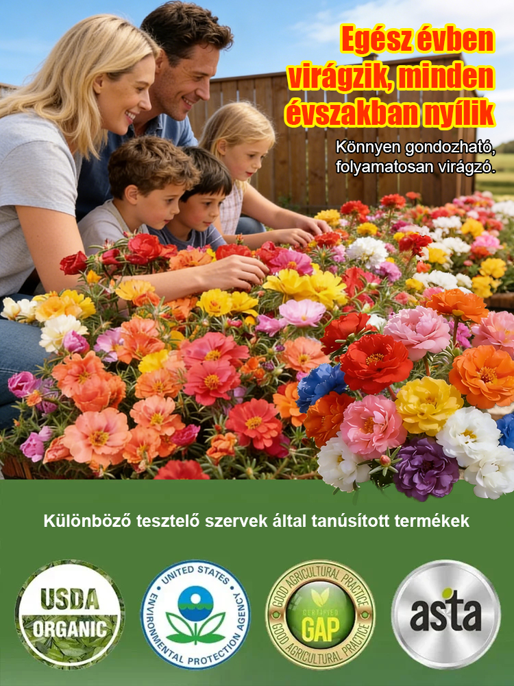 【Egész évben gyönyörködhetünk virágokban】Négy évszakban könnyen életben tartható moharózsa és porcsi