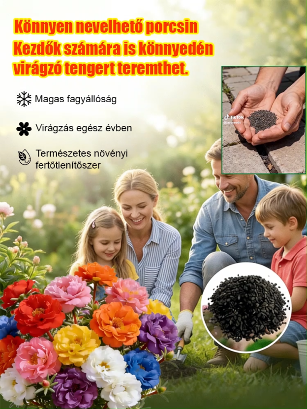 【Egész évben gyönyörködhetünk virágokban】Négy évszakban könnyen életben tartható moharózsa és porcsi