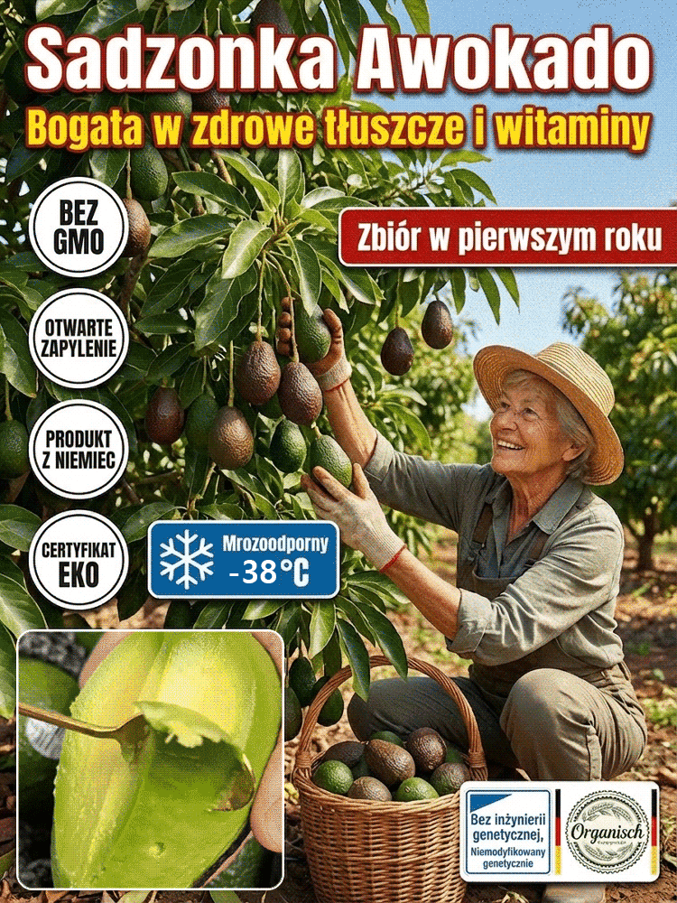 【Rok owocowania】Meksykańska sadzonka awokado