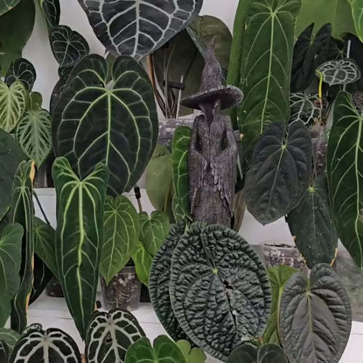 🔥LAST DAY 49% OFF - 🧙‍♀️💫Hand-Painted Enchanting Witch Statue: The Guardian of Your Home (✨Same as in the video)