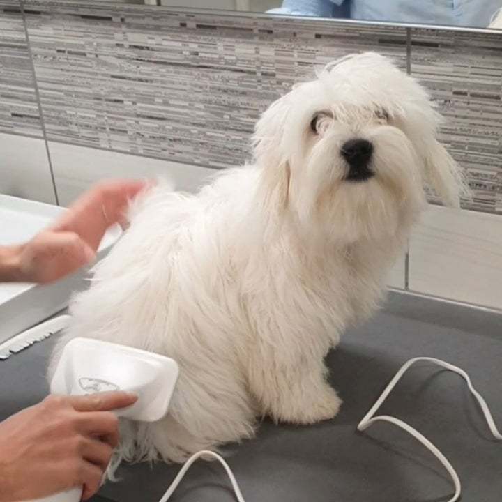 Brushy Air: 2 In 1 Dog Dryer(Send universal conversion head)