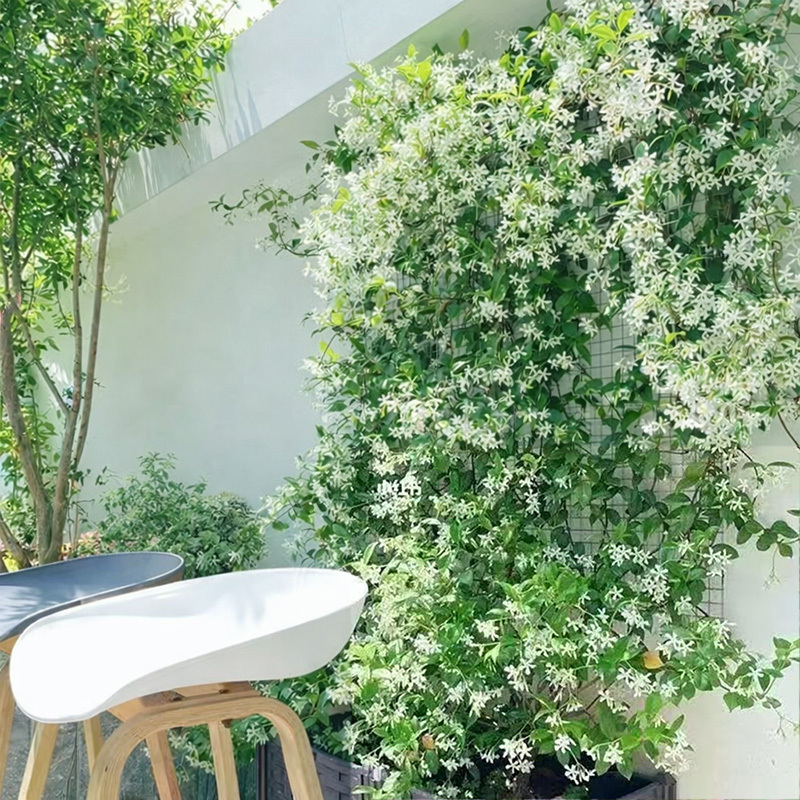 🏆 75K+ SOLD! 🌿❄️ Midnight Perfume Jasmine Seeds – Winter Planting, Perennial Blooms & Fragrant Garden Elegance 🌸