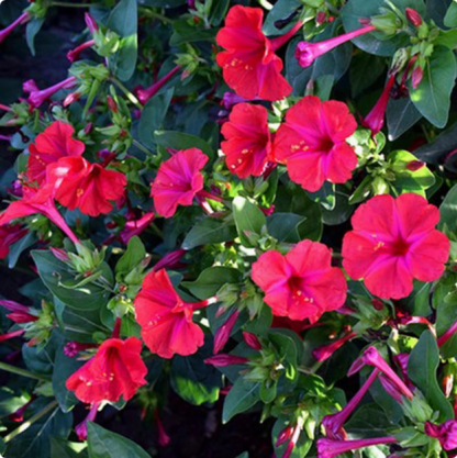 🏆 75K+ SOLD! 🌿❄️ Midnight Perfume Jasmine Seeds – Winter Planting, Perennial Blooms & Fragrant Garden Elegance 🌸