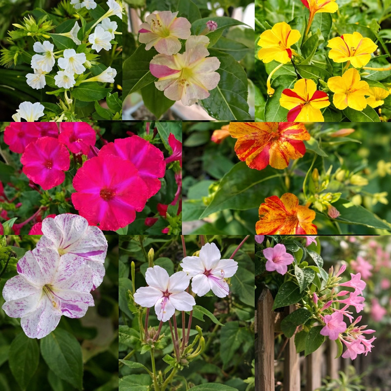 🏆 75K+ SOLD! 🌿❄️ Midnight Perfume Jasmine Seeds – Winter Planting, Perennial Blooms & Fragrant Garden Elegance 🌸