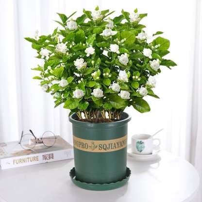 🔥 Hot Sale 49%🌸Jasmine seeds
