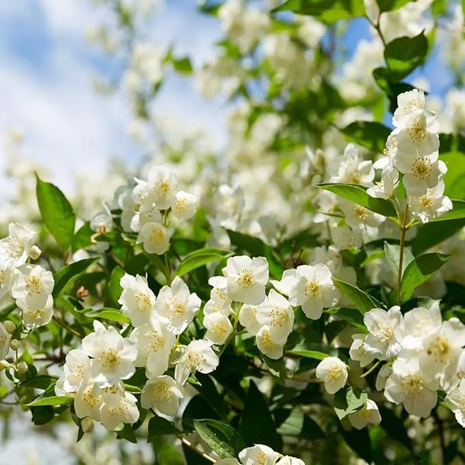 🔥 Hot Sale 49%🌸Jasmine seeds
