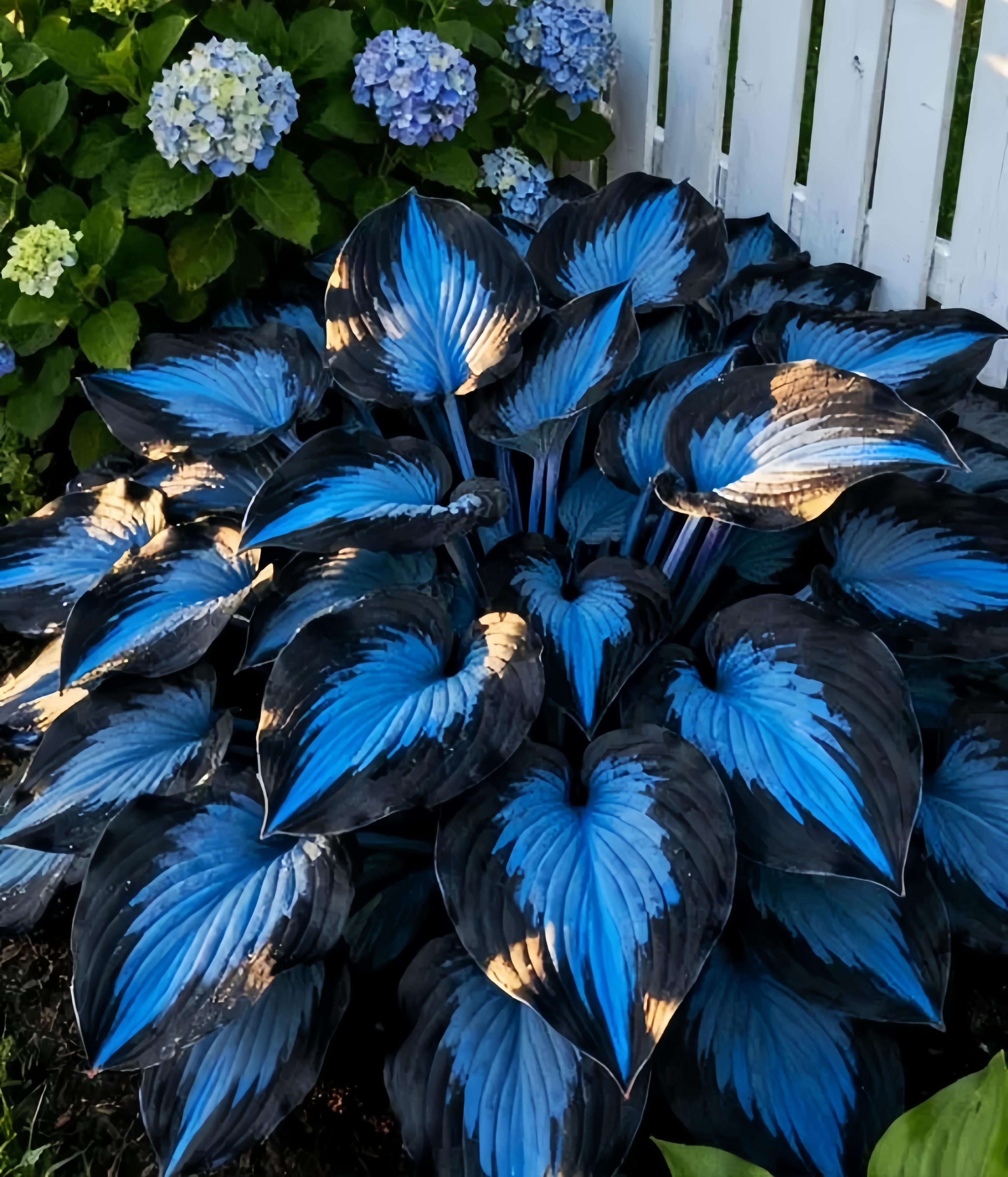 Blue and black hosta plant from ivseed, featuring vibrant foliage with striking blue accents, perfect for shady gardens. High-quality hosta seeds available for purchase at ivseed.com