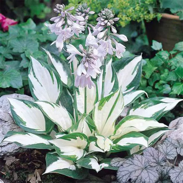Mixed Hosta Plant Seeds