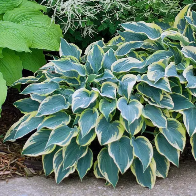 Mixed Hosta Plant Seeds