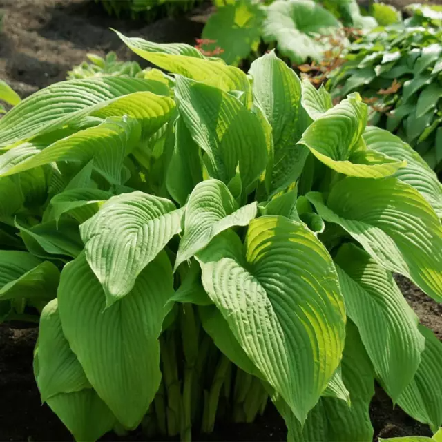 Mixed Hosta Plant Seeds