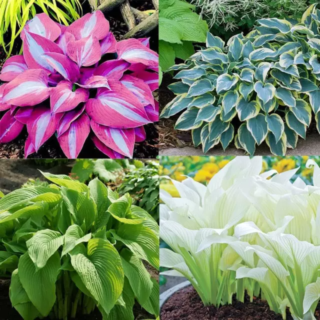 Mixed Hosta Plant Seeds