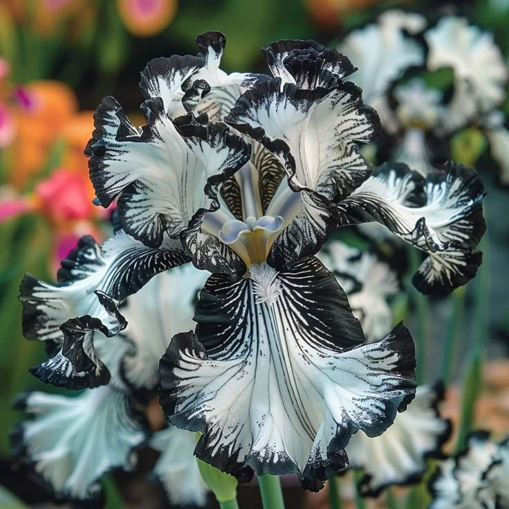 Onyx Shadow-Rare Iris Bulbs