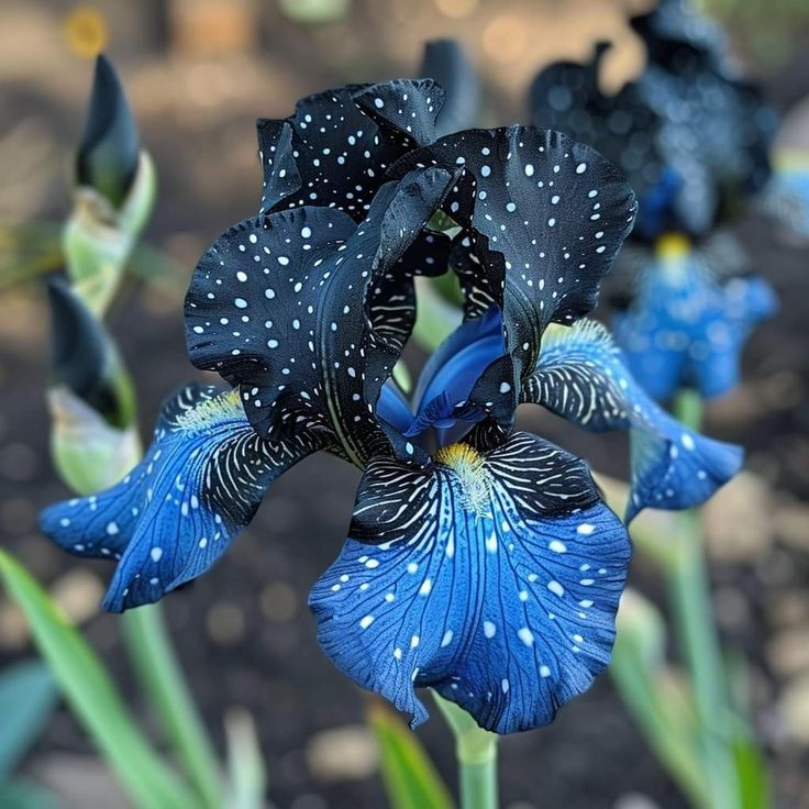 Onyx Shadow-Rare Iris Bulbs