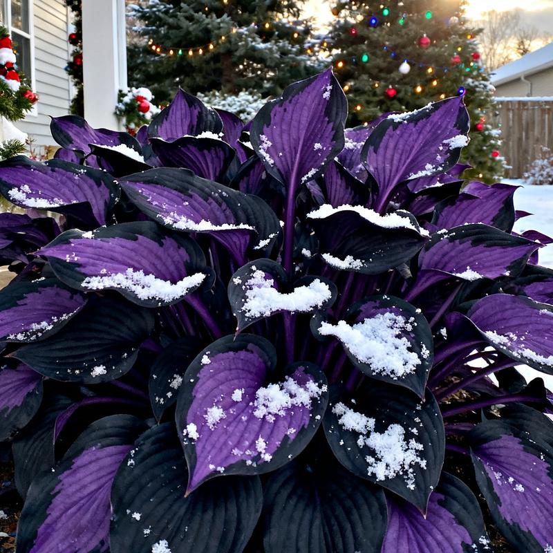 💥2025 Hot Sale 💜Purple Heart Hosta Seeds Perennial Shade Plant for Garden
