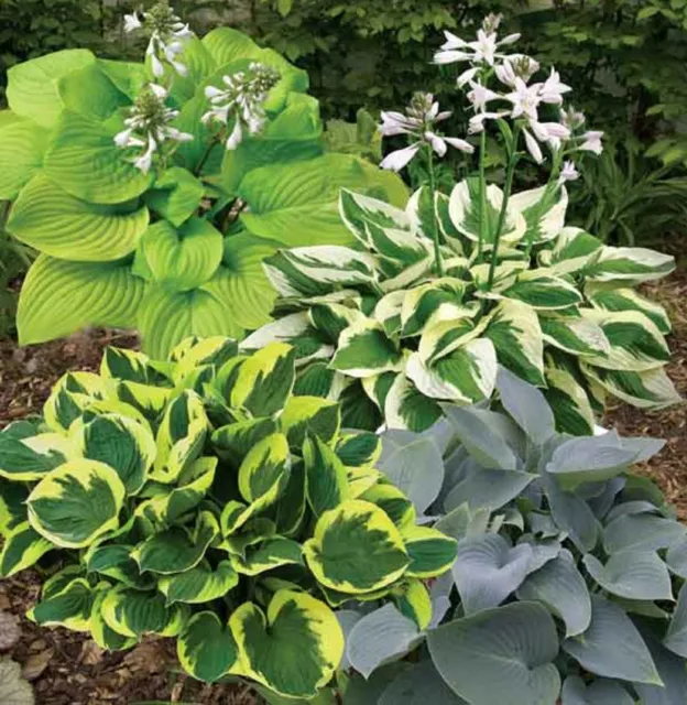 Mixed Hosta Plant Seeds