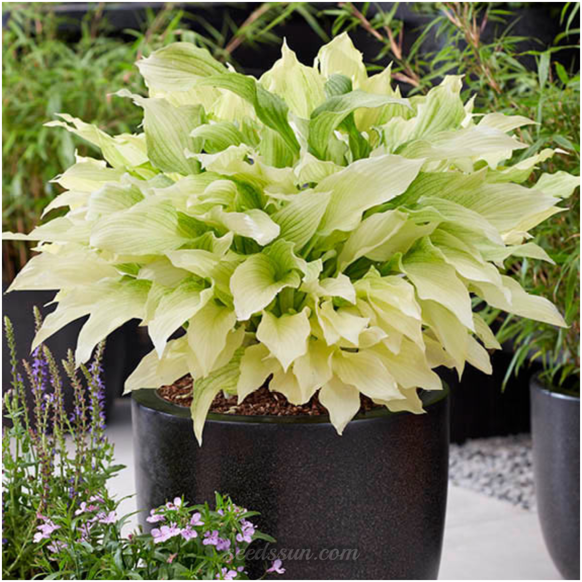 White Feather Hosta