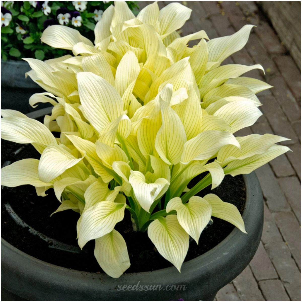 White Feather Hosta