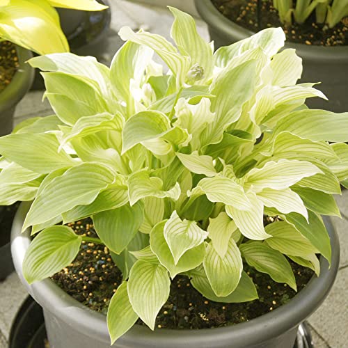 Mixed Hosta Plant Seeds