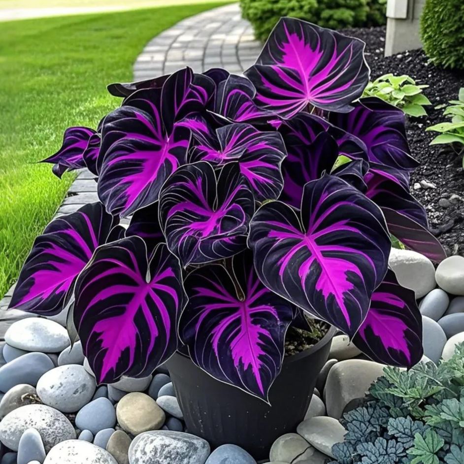 Twilight-Potted Alocasia Bulbs 