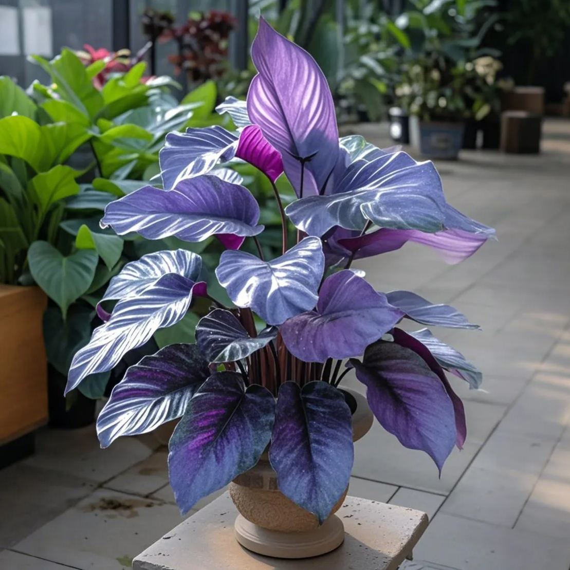 Twilight-Potted Alocasia Bulbs 