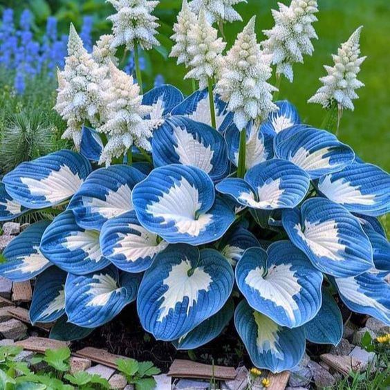 THE RESILIENT BEAUTY: SHADE-TOLERANT AND COLD-HARDY HOSTA FLOWERS