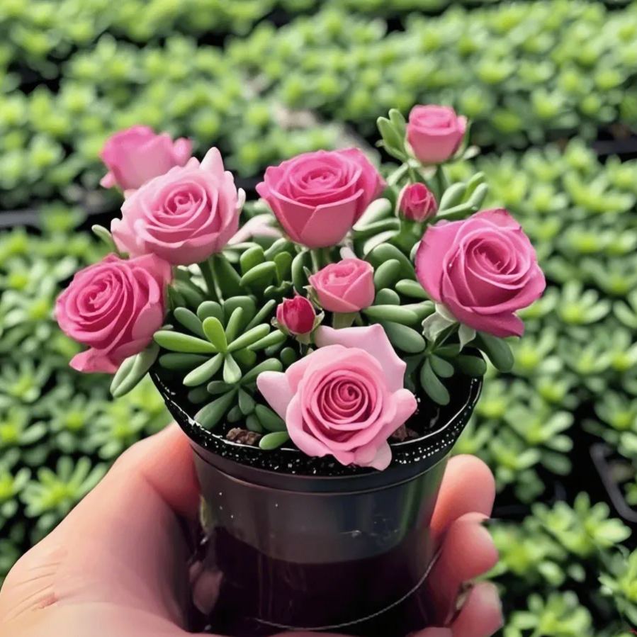 Double-flowered Rose Orchid Bulbs-Cold-resistant and fragrant