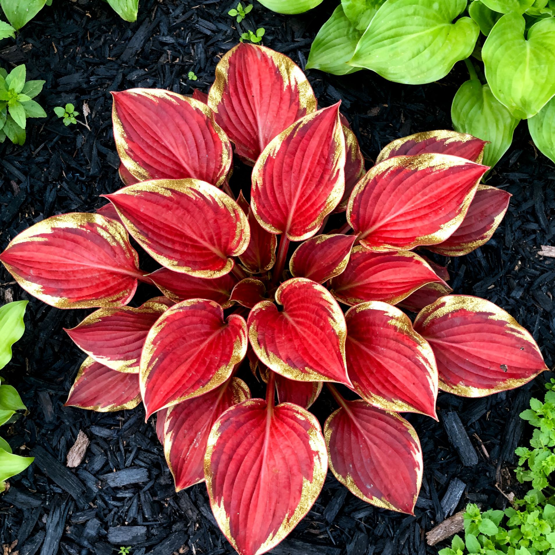 Hosta Seeds-Perennial Shade Plant for Garden and Yard Plant Artistic Canvas