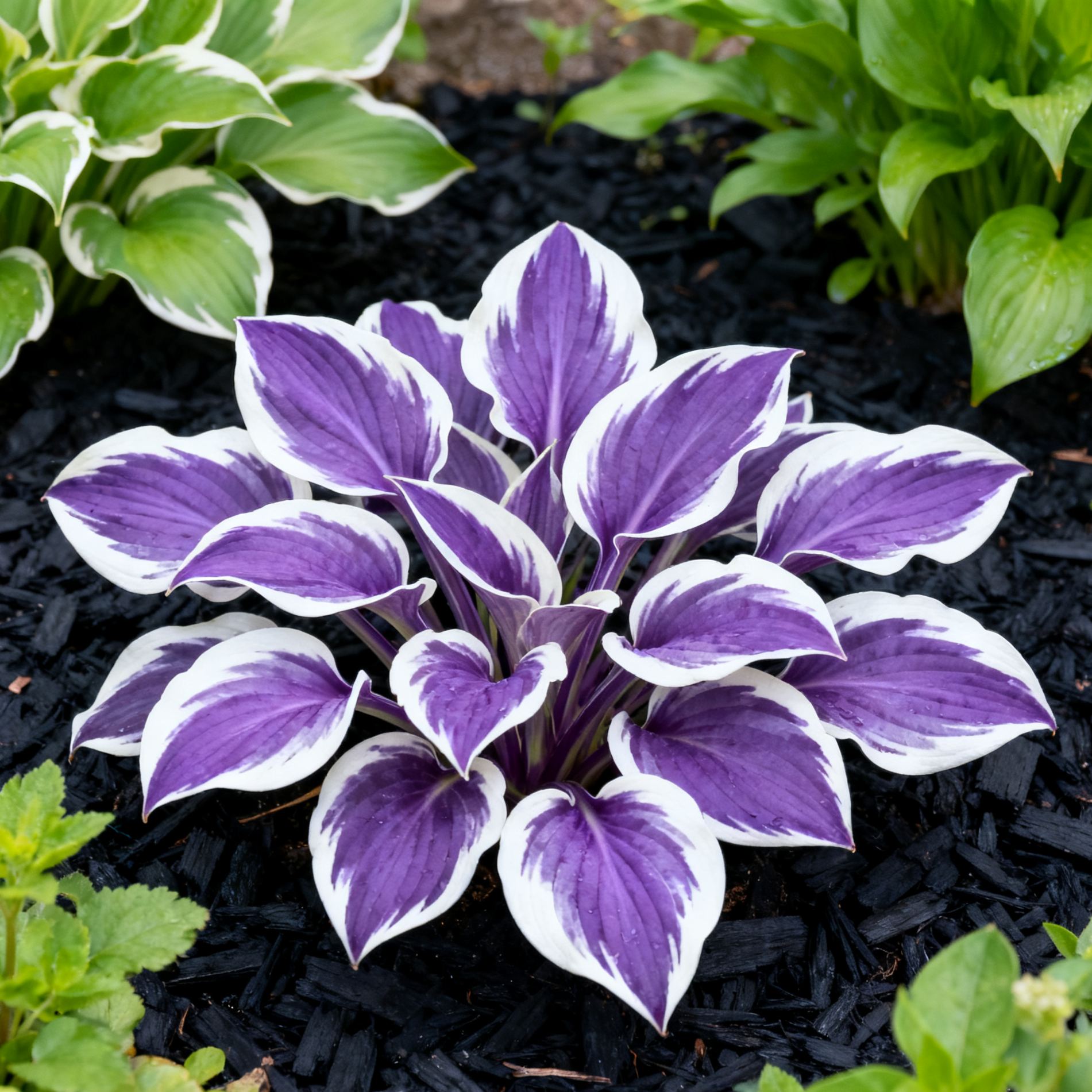 Hosta Seeds-Perennial Shade Plant for Garden and Yard Plant Artistic Canvas