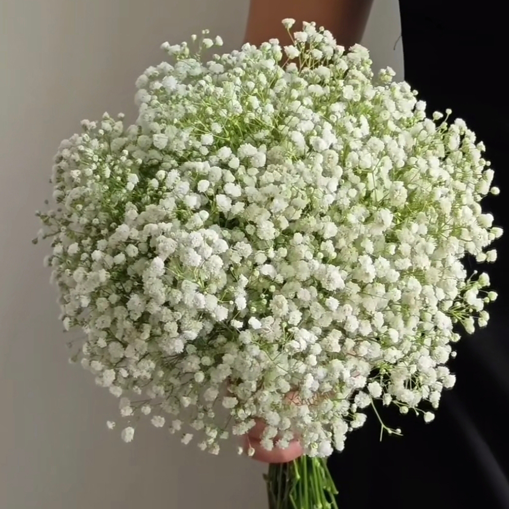 30PCS Baby's Breath