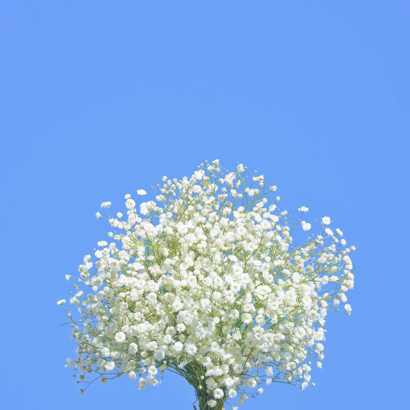 30PCS Baby's Breath