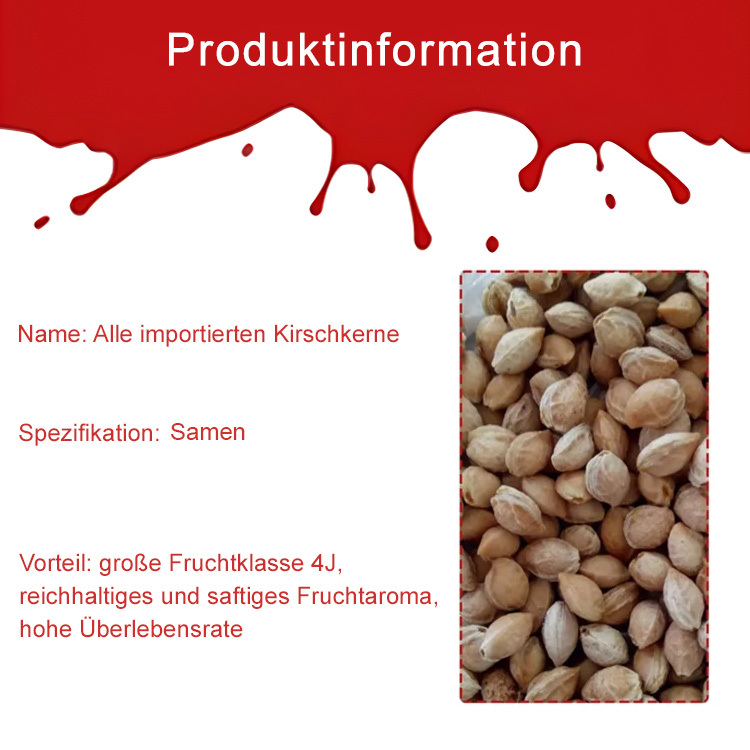 Importierte chilenische Chelsea-Samen