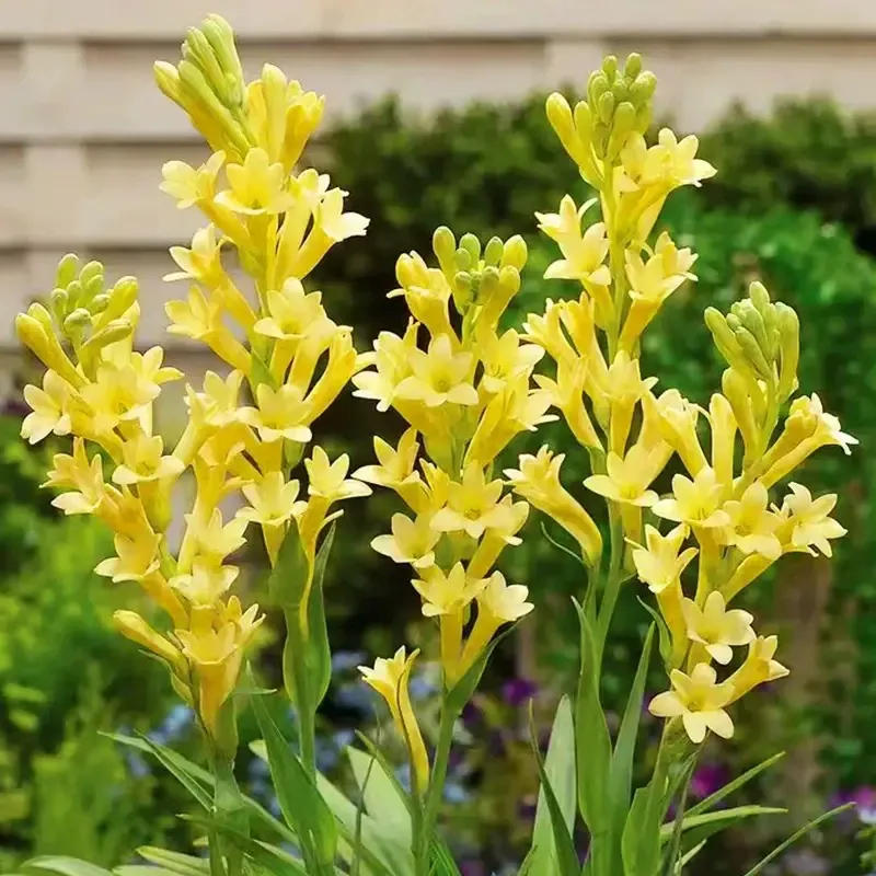 【Duft verbreitet sich weit】Tuberose-Zwiebelblume