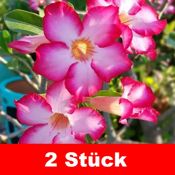 Gießen Sie sie und sie wird 100 Jahre lang leben. Wüstenrosensamen