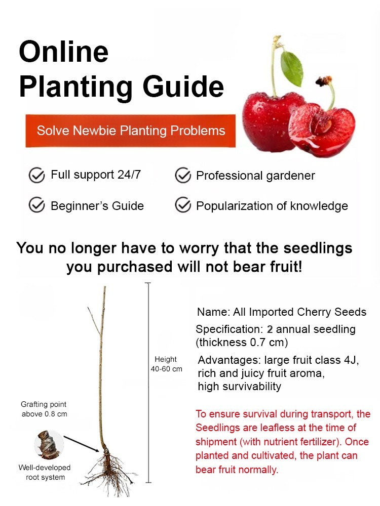 Non-GMO Cherry Saplings: Harvest Fruit the Same Year