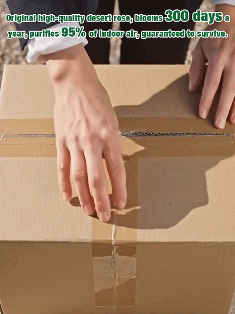 Double-flowered Desert Rose