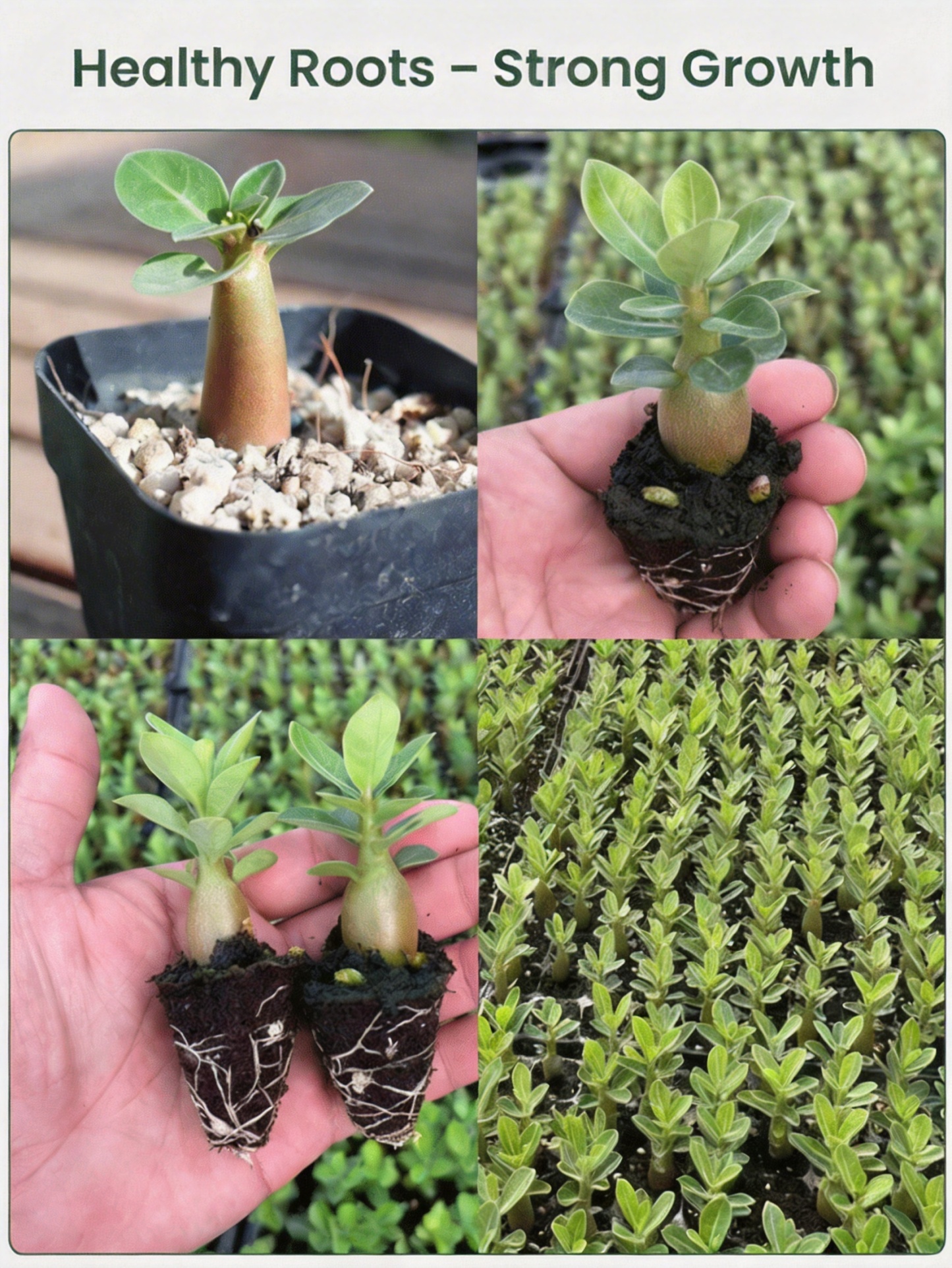 Double-flowered Desert Rose
