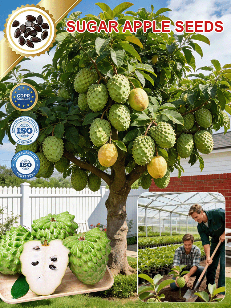 Seeds of soursop, Annona squamosa.