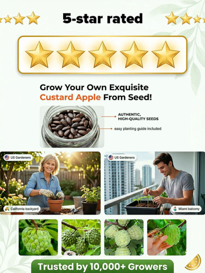 Seeds of soursop, Annona squamosa.