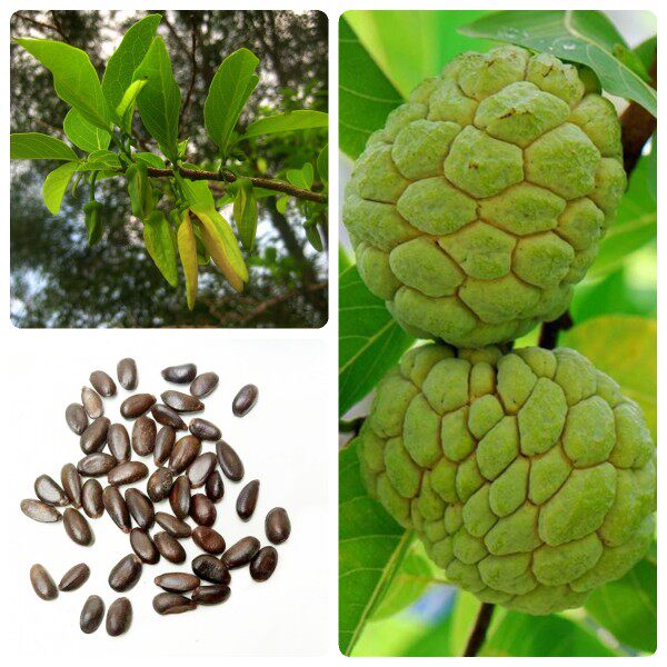 Seeds of soursop, Annona squamosa.
